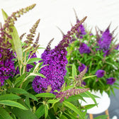 Buddleja davidii Butterfly Candy 'Little Purple' detail shot.