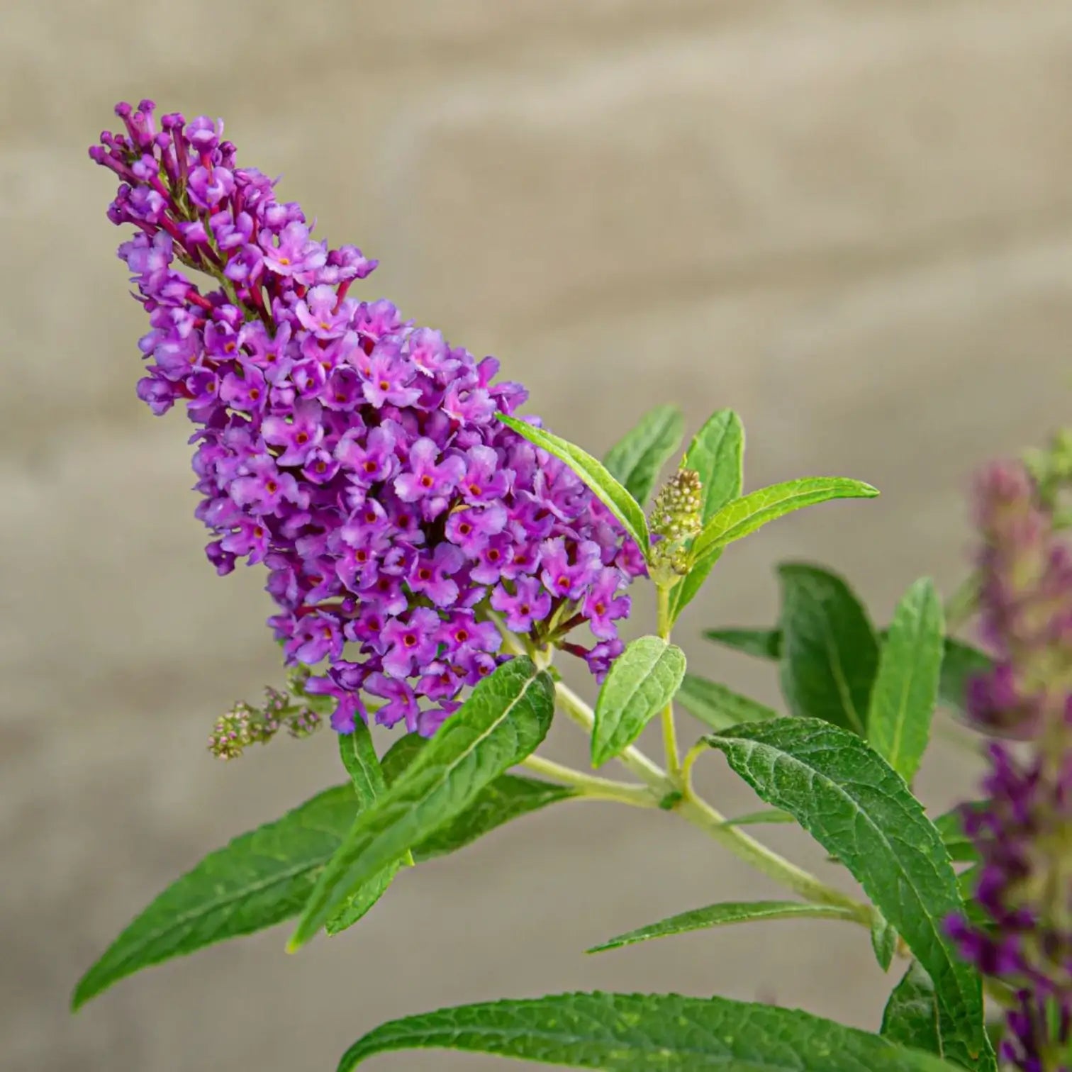 Buddleja davidii Butterfly Candy 'Little Purple' plant detail.