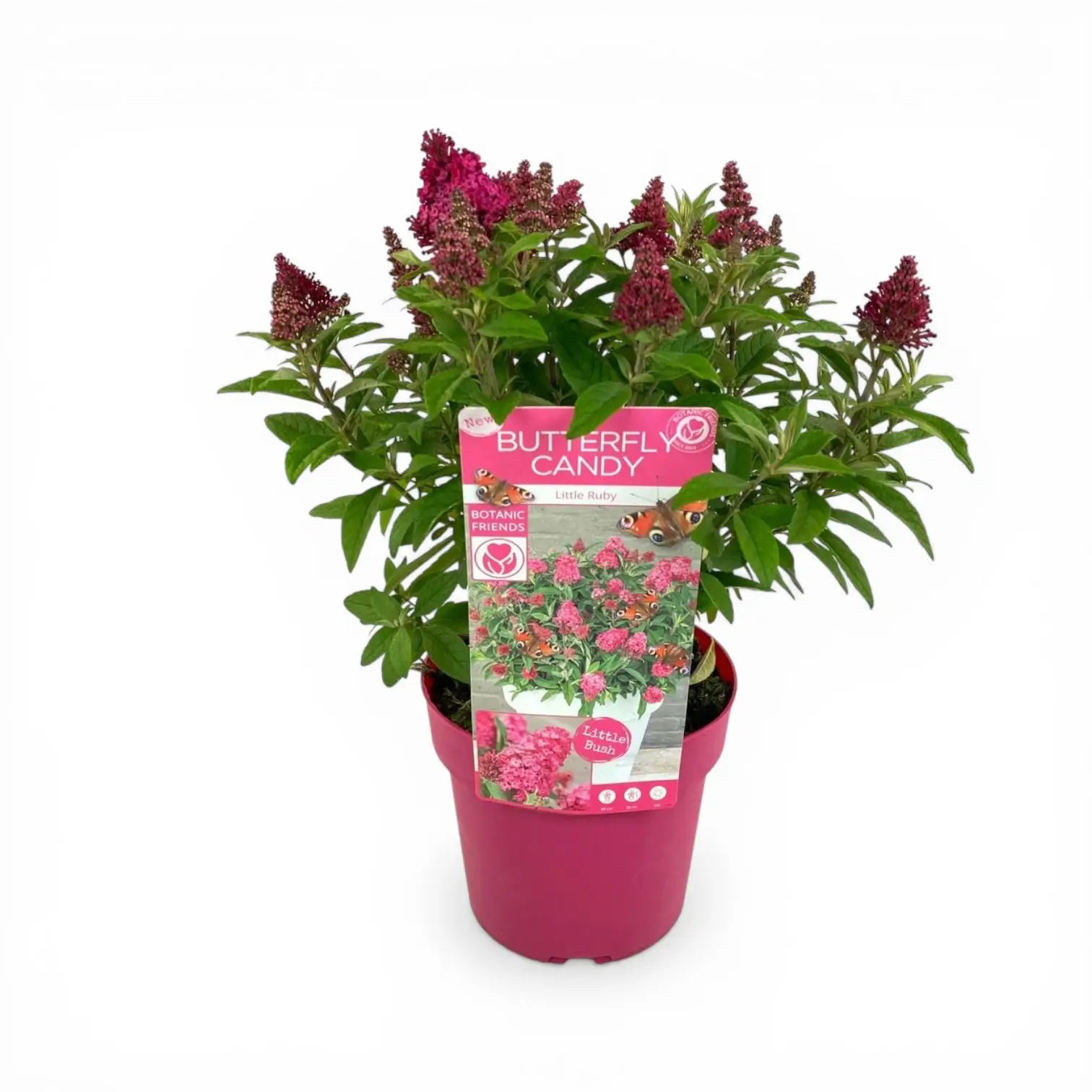 Buddleja davidii Butterfly Candy 'Little Ruby' – Nahaufnahme.