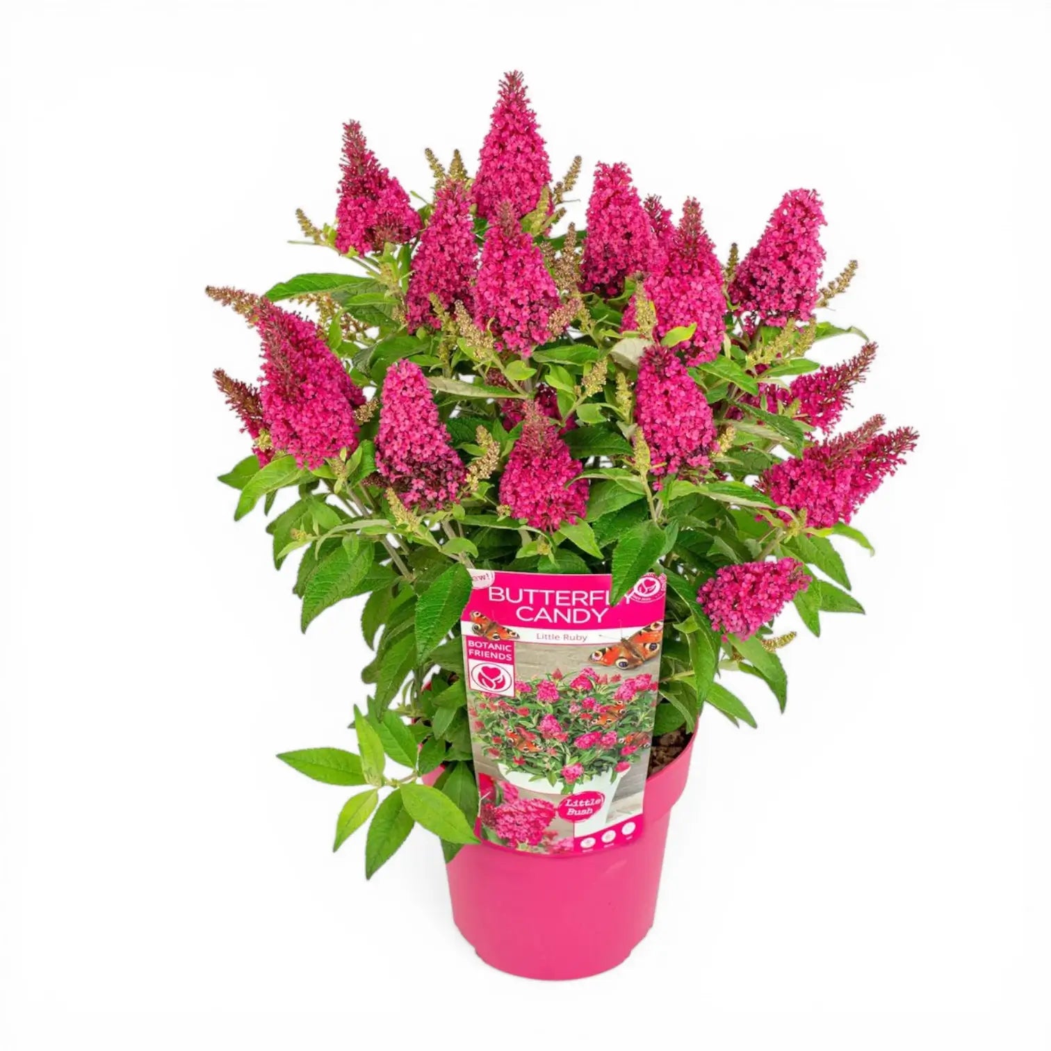 Buddleja davidii Butterfly Candy 'Little Ruby' – Detailaufnahme.