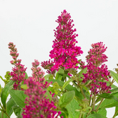 Buddleja davidii Butterfly Candy 'Little Ruby' – Nahaufnahme.