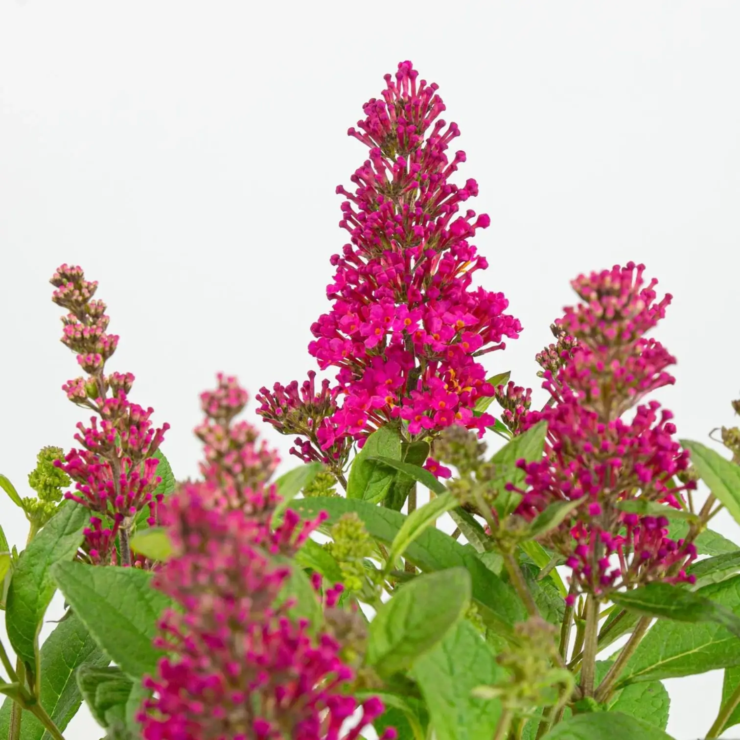 Buddleja davidii Butterfly Candy 'Little Ruby' – Nahaufnahme.
