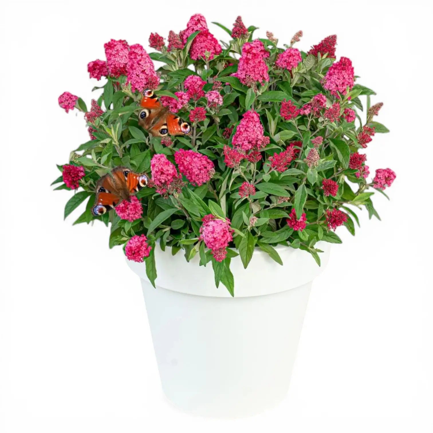 Buddleja davidii Butterfly Candy 'Little Ruby' – Detailaufnahme der Pflanze.