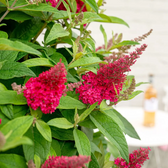Buddleja davidii Butterfly Candy 'Little Ruby' – Detailaufnahme der Pflanze.
