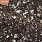 Kakteen- & Sukkulenten-Substratmischung auf weißem Hintergrund, Produktfoto 11.