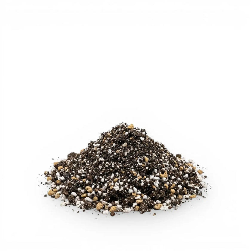 Heap of cacti and succulent potting mix on a white background