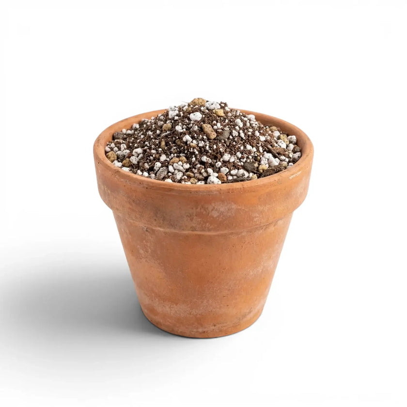 Terracotta pot with cacti and succulent potting mix on a white background