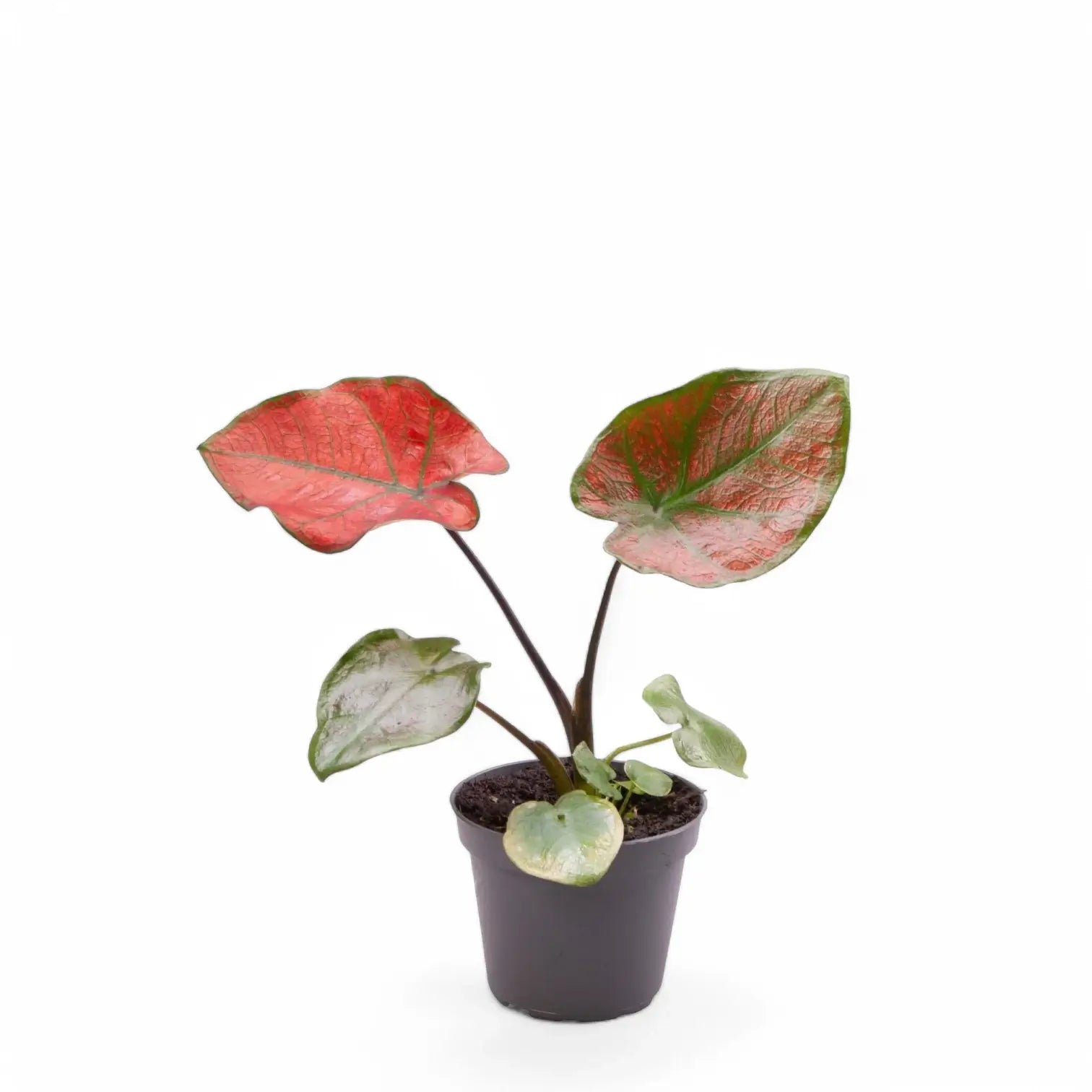 Caladium bicolor 'Valentina' potted plant in nursery pot on white background.
