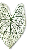 Nahaufnahme eines Blatts von Caladium 'Candidum' vor weißem Hintergrund.