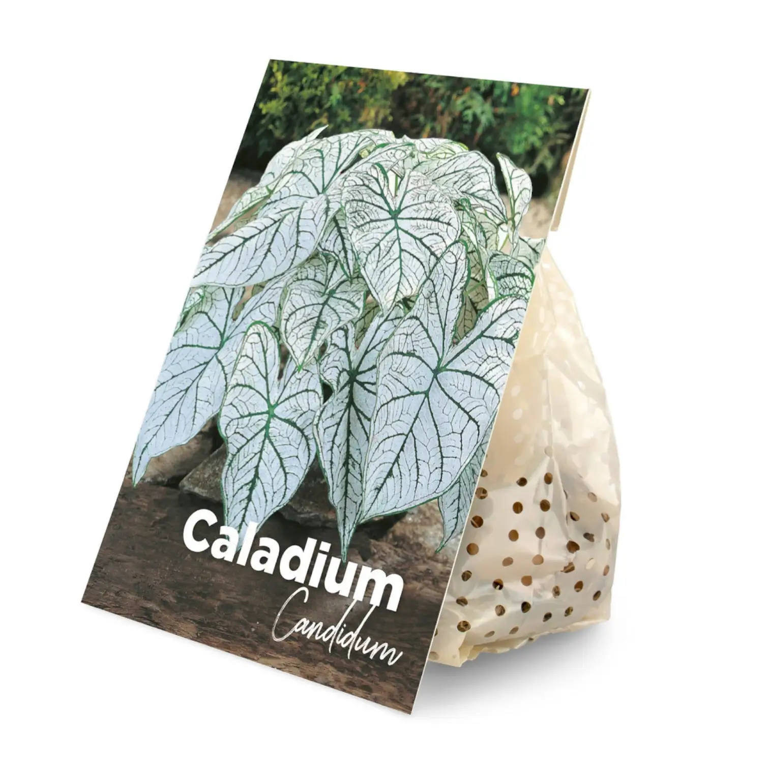 Caladium 'Candidum' plant photo.