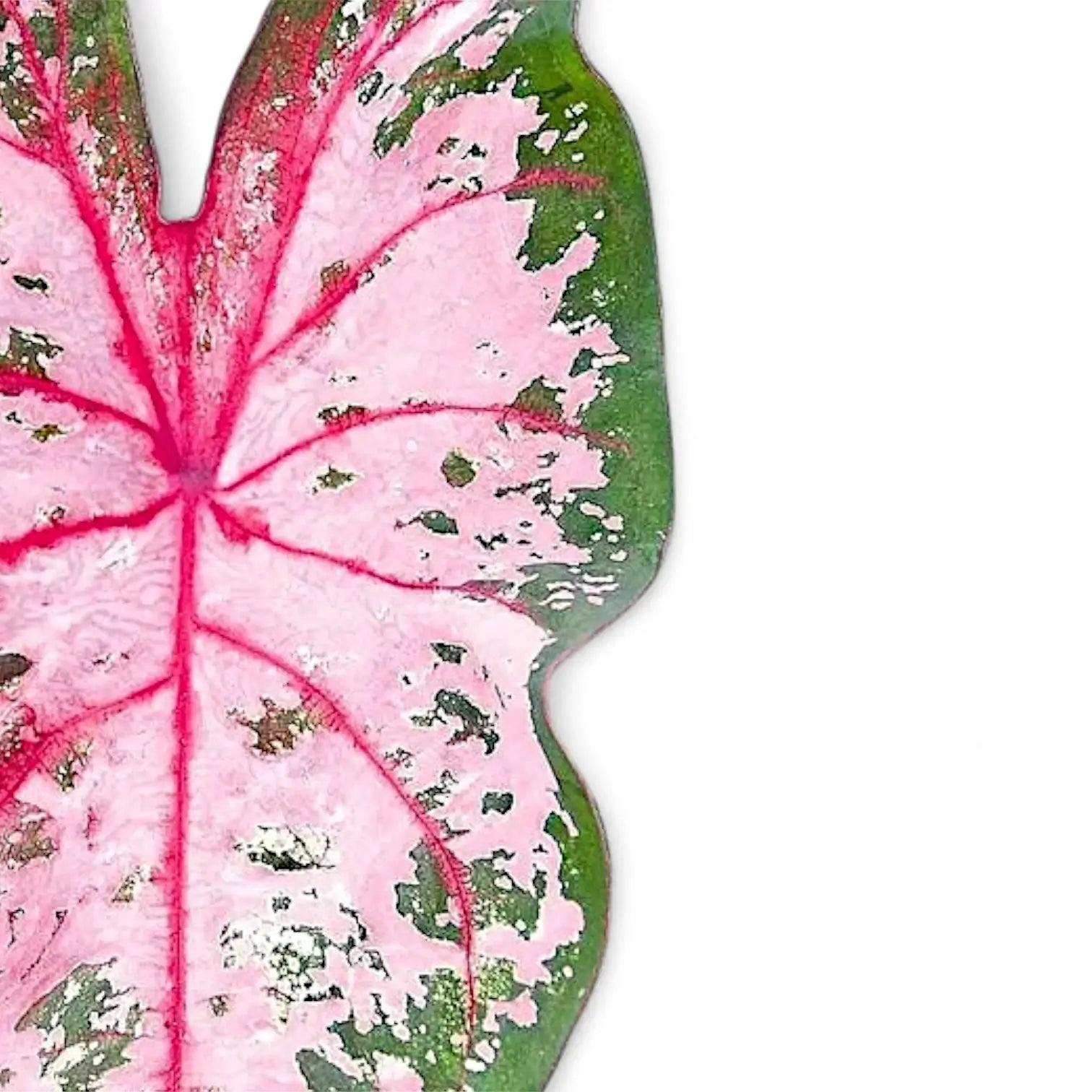 Caladium 'Carolyn Whorton' leaf detail on white background.
