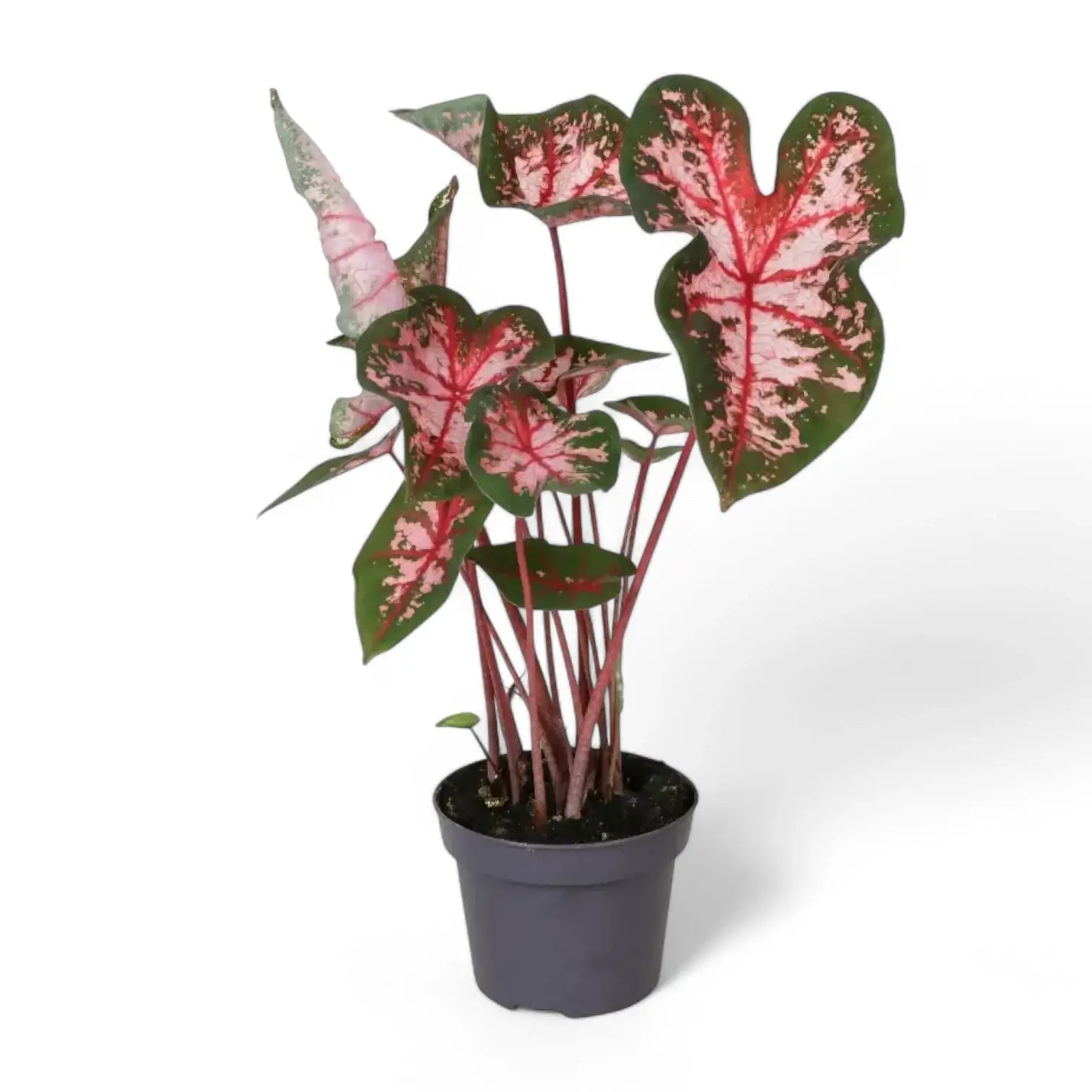 Caladium 'Carolyn Whorton' plant photo.