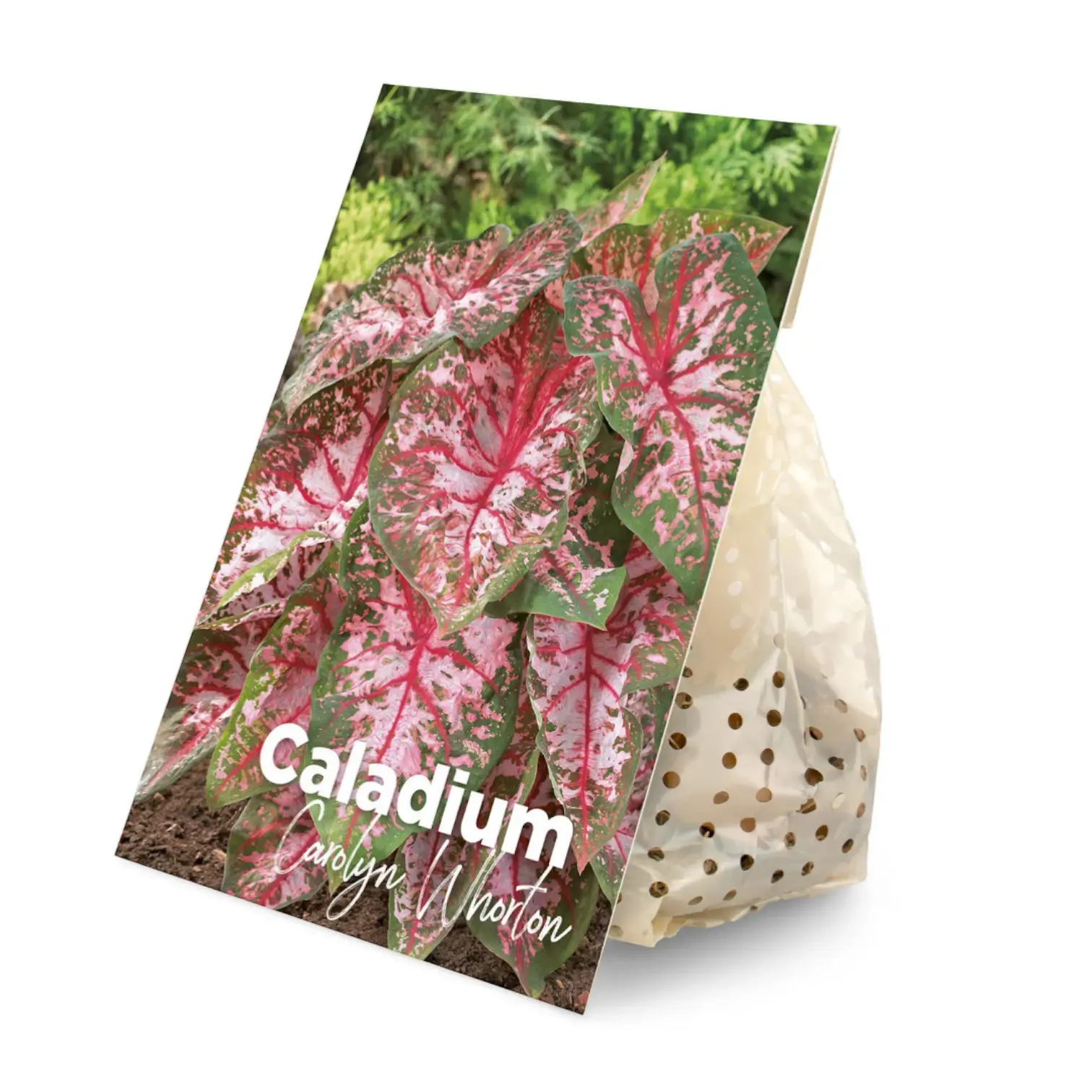 Caladium 'Carolyn Whorton' plant photo.