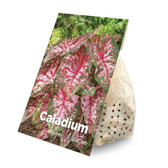 Caladium 'Carolyn Whorton'