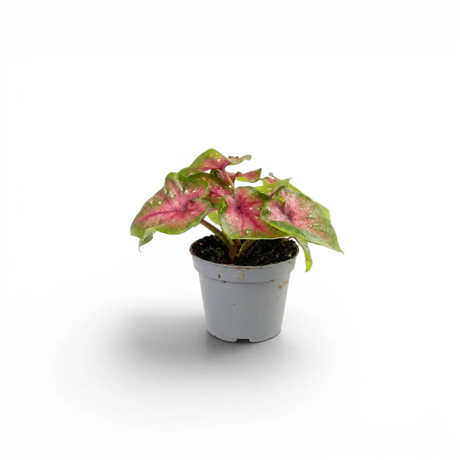 Caladium Casey als Jungpflanze mit herzförmigen Blättern im Kulturtopf.
