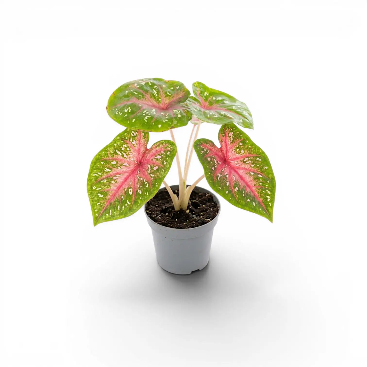 Caladium Casey als Jungpflanze mit herzförmigen Blättern im Kulturtopf.