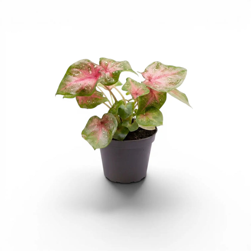 Caladium Casey baby plant with heart-shaped leaves in a nursery pot.