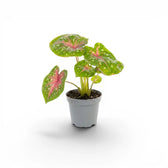 Caladium Casey als Jungpflanze mit herzförmigen Blättern im Kulturtopf.