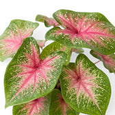 Nahaufnahme der rosa-grünen, herzförmigen Blätter von Caladium Casey.