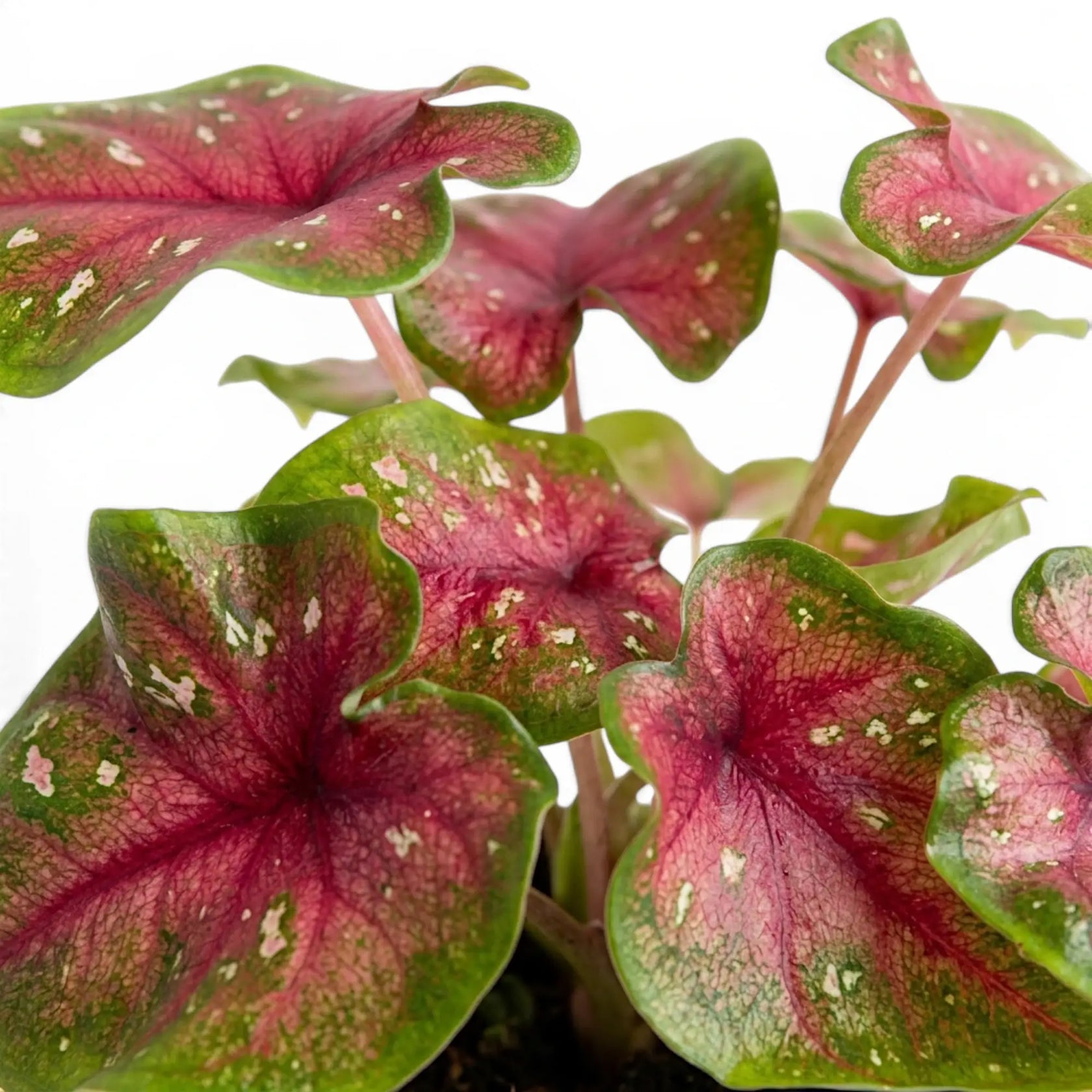 Nahaufnahme der rosa-grünen, herzförmigen Blätter von Caladium Casey.