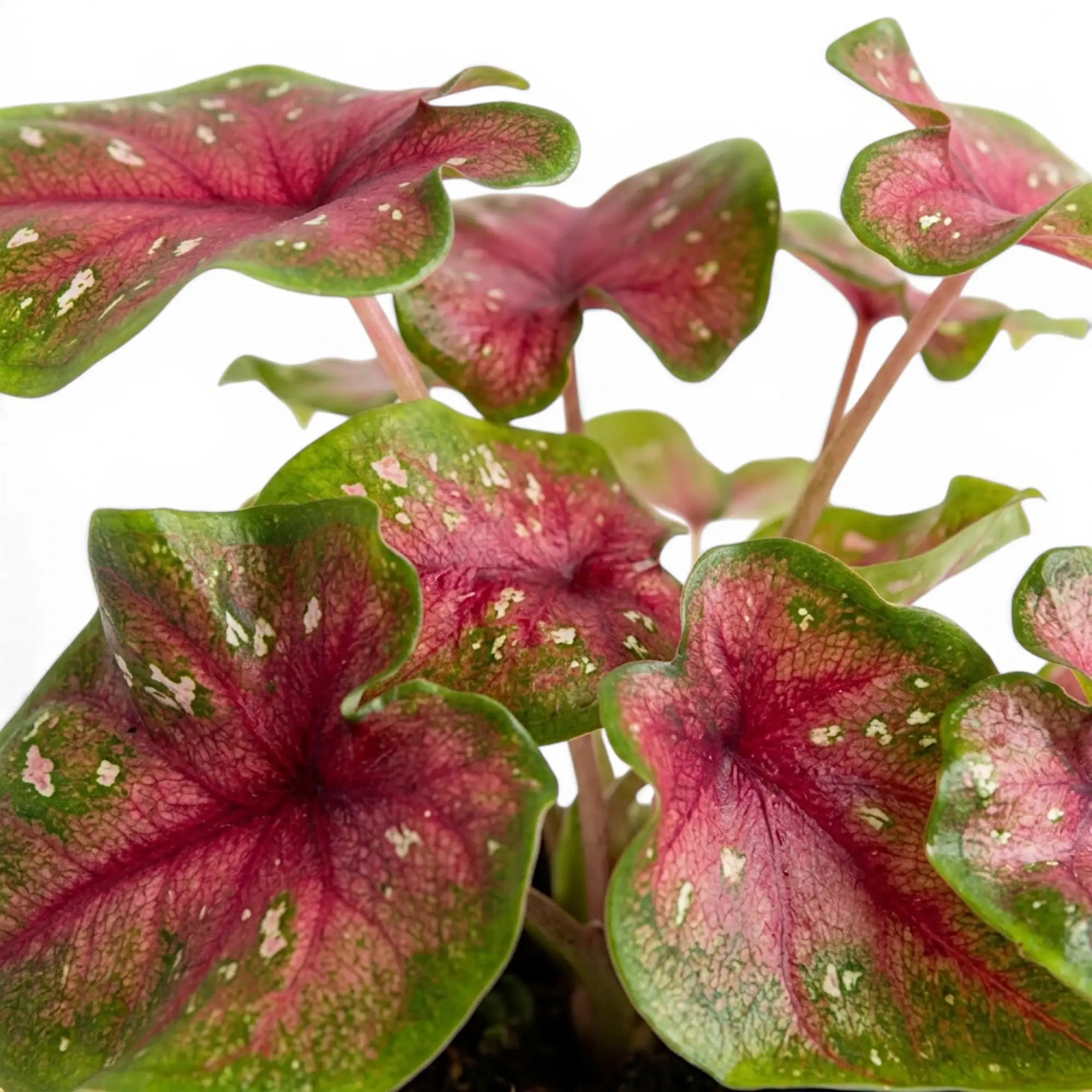 Nahaufnahme der rosa-grünen, herzförmigen Blätter von Caladium Casey.