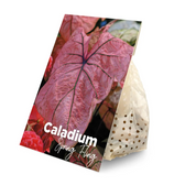 Ruhende Caladium-Knollen vor dem Einpflanzen.