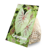 Ruhende Caladium-Knollen vor dem Einpflanzen.