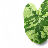 Nahaufnahme eines Blatts von Caladium 'Frog in a Blender' vor weißem Hintergrund.