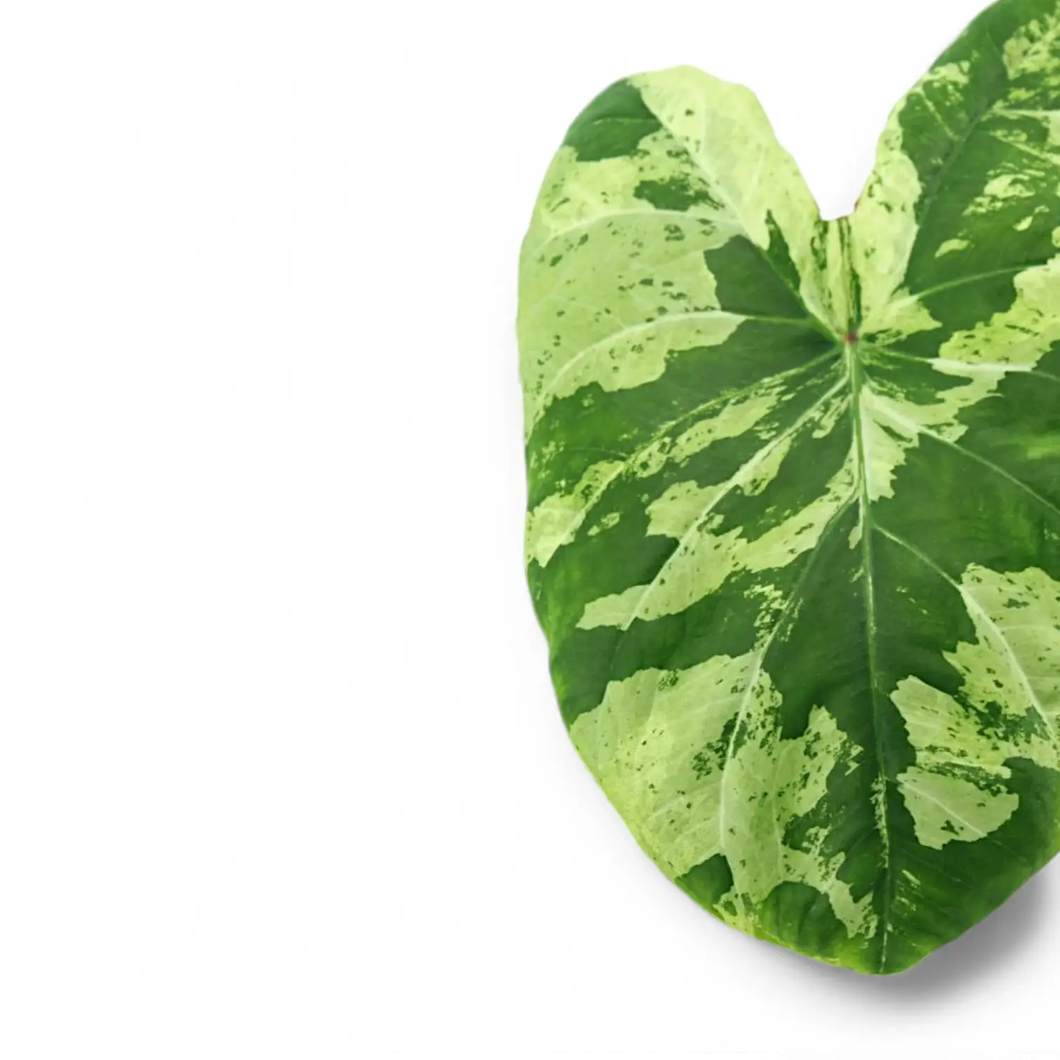 Nahaufnahme eines Blatts von Caladium 'Frog in a Blender' vor weißem Hintergrund.