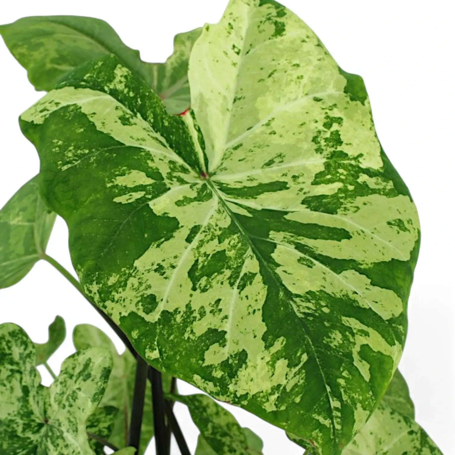 Caladium 'Frog in a Blender' plant photo.