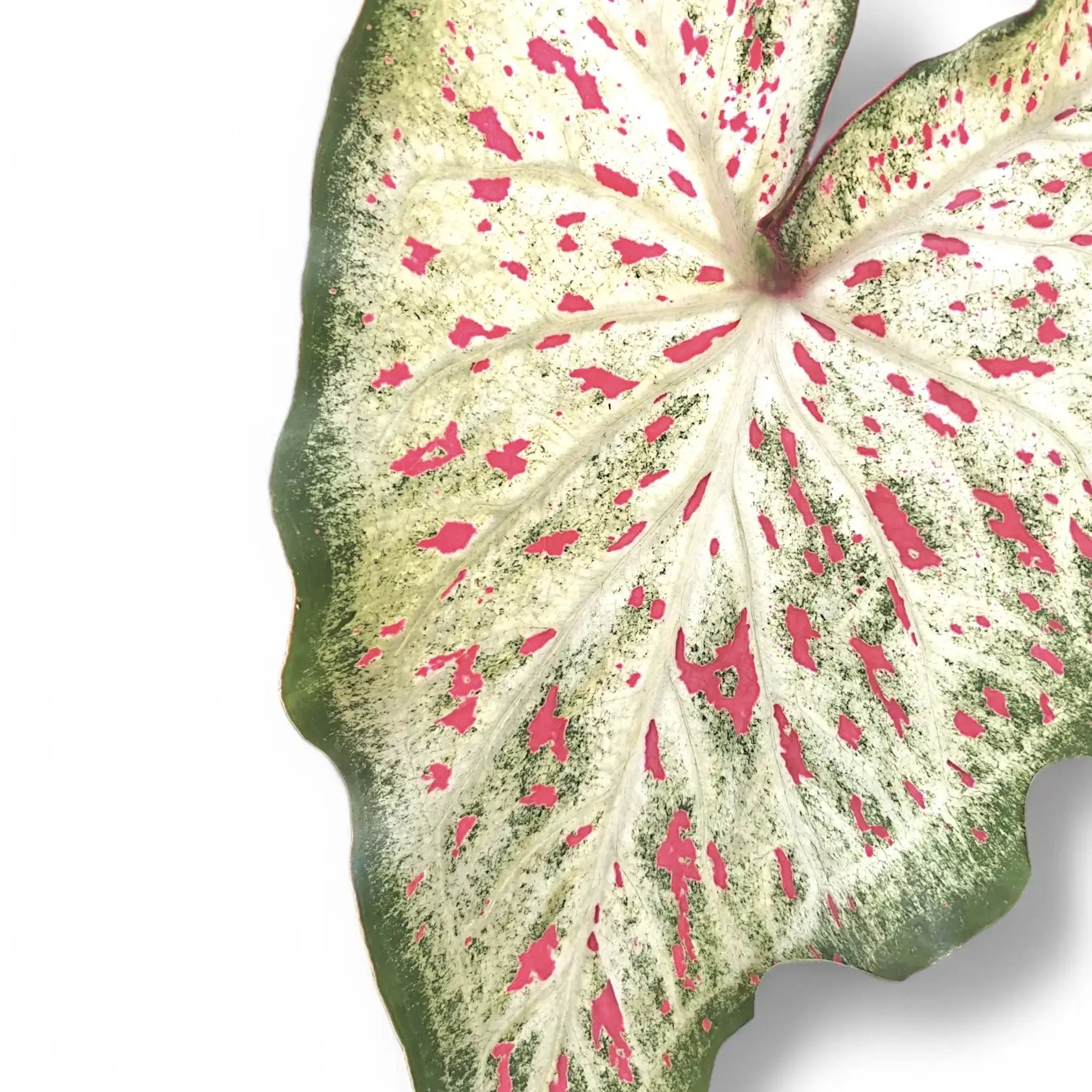 Caladium 'Gingerland' leaf detail on white background.