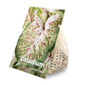 Caladium 'Gingerland' plant photo.