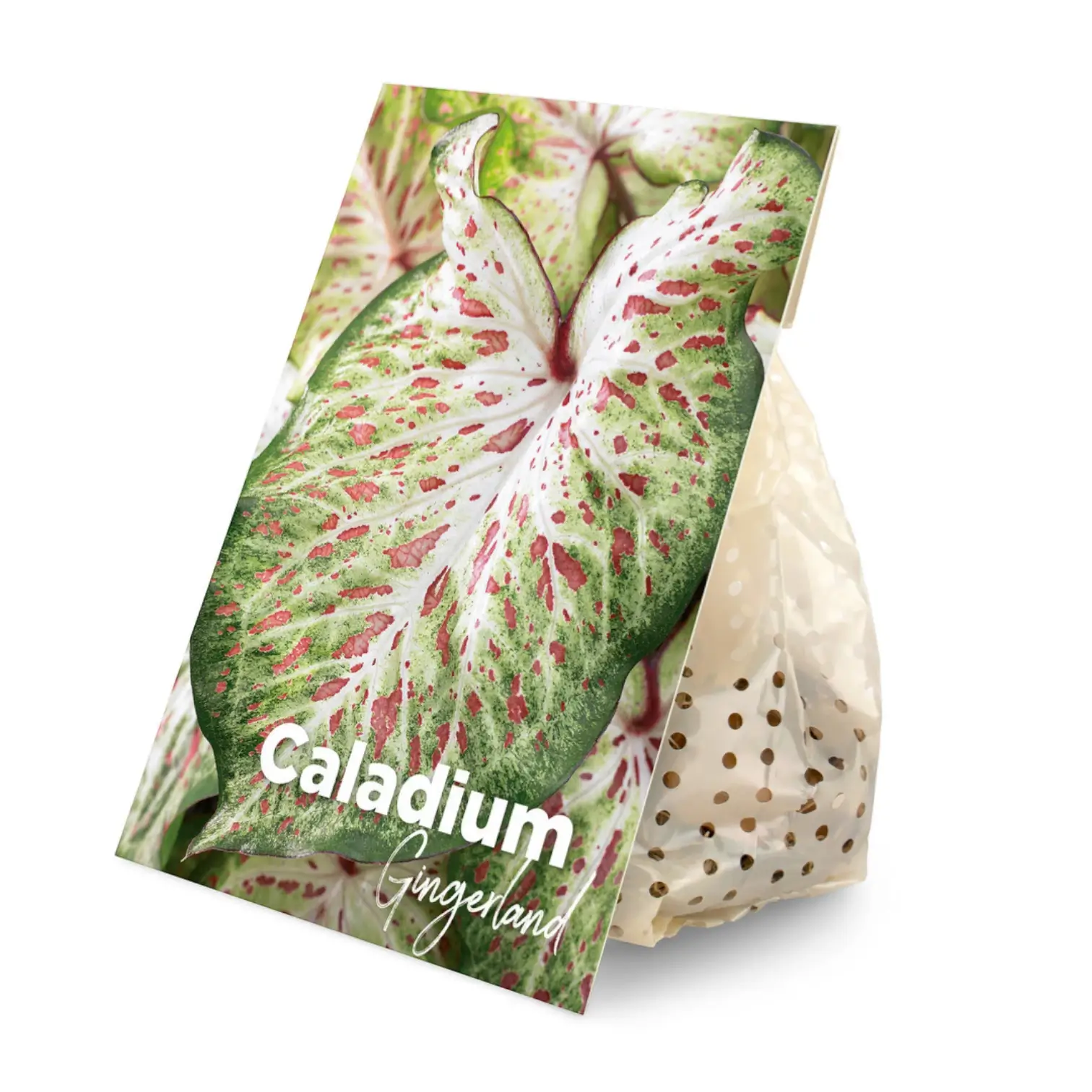 Caladium 'Gingerland' plant photo.