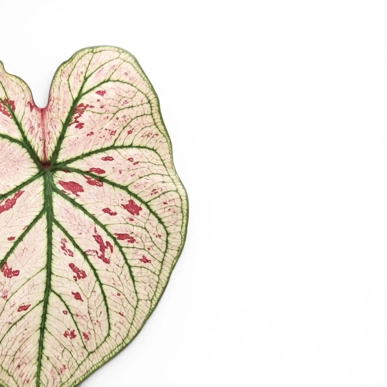 Blätter von Caladium 'Kelly' in Nahaufnahme.