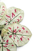 Blätter von Caladium 'Kelly' in Nahaufnahme.
