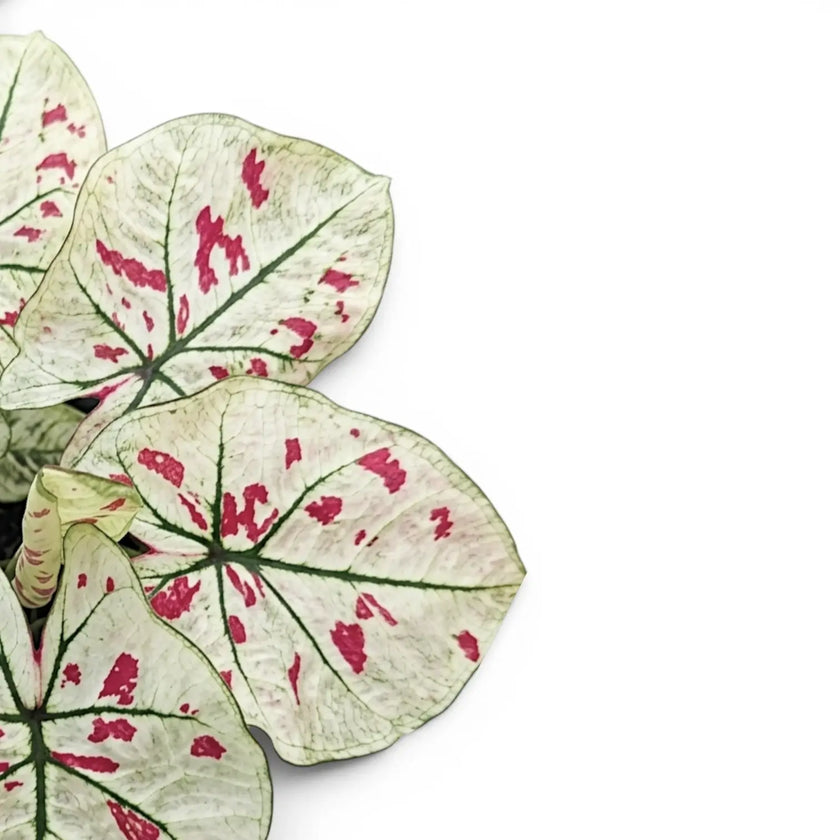 Blätter von Caladium 'Kelly' in Nahaufnahme.