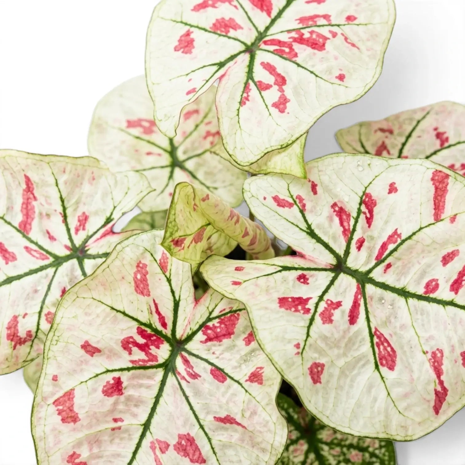 Blätter von Caladium 'Kelly' in Nahaufnahme.