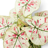 Blätter von Caladium 'Kelly' in Nahaufnahme.