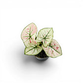Caladium 'Kelly' im Kulturtopf.