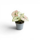 Caladium 'Kelly' im Kulturtopf.