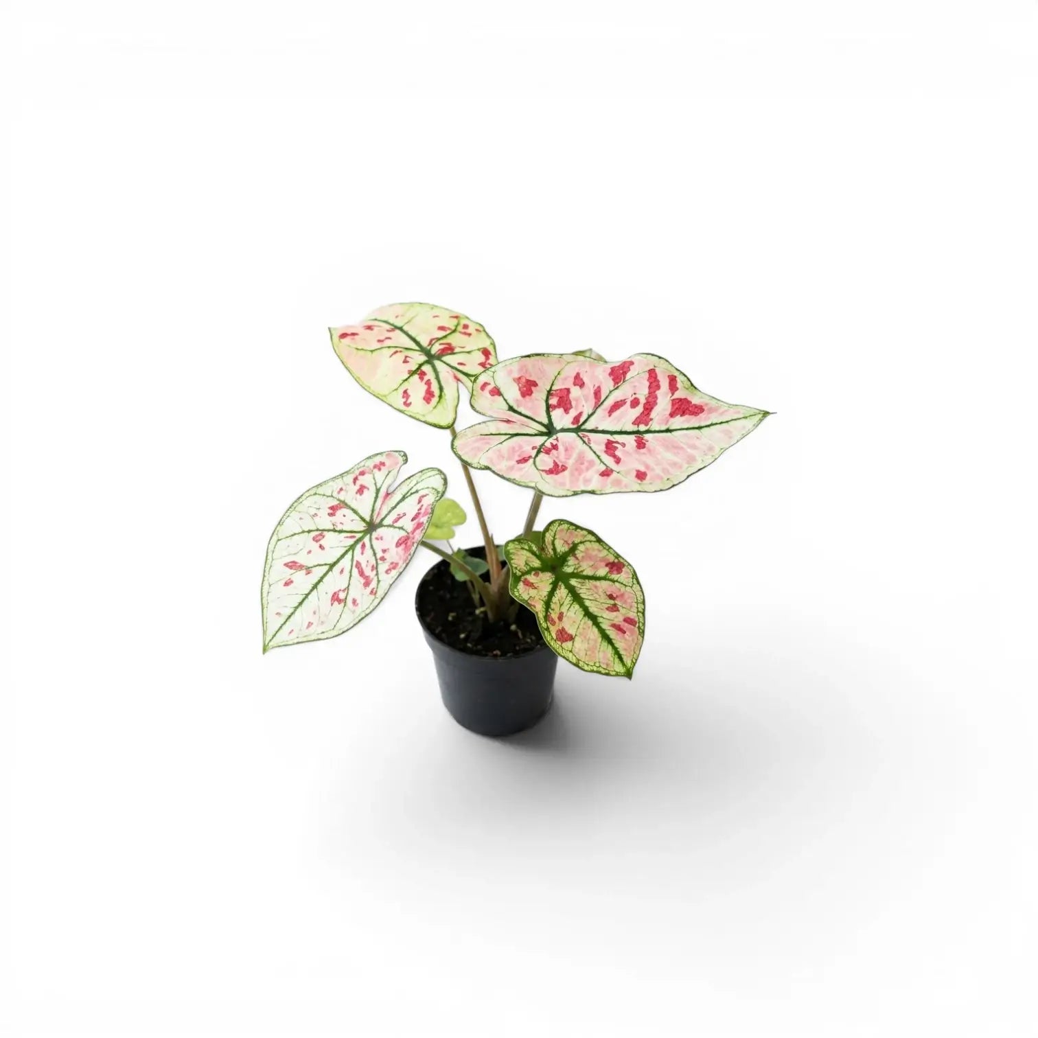 Caladium 'Kelly' im Kulturtopf.