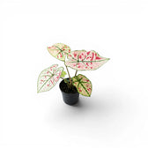 Caladium 'Kelly' im Kulturtopf.
