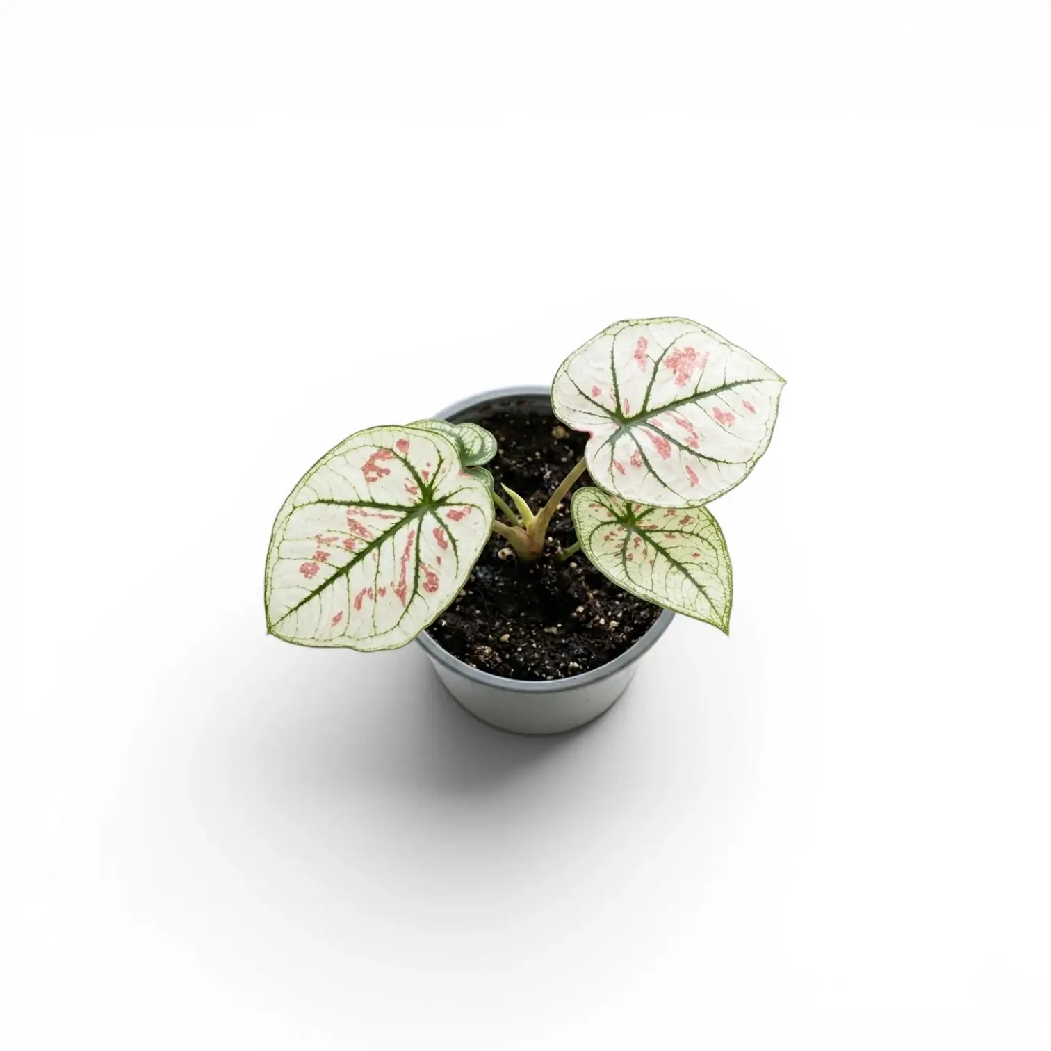 Caladium 'Kelly' im Kulturtopf.