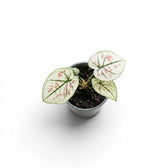 Caladium 'Kelly' im Kulturtopf.