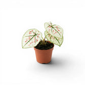 Caladium 'Kelly' im Kulturtopf.