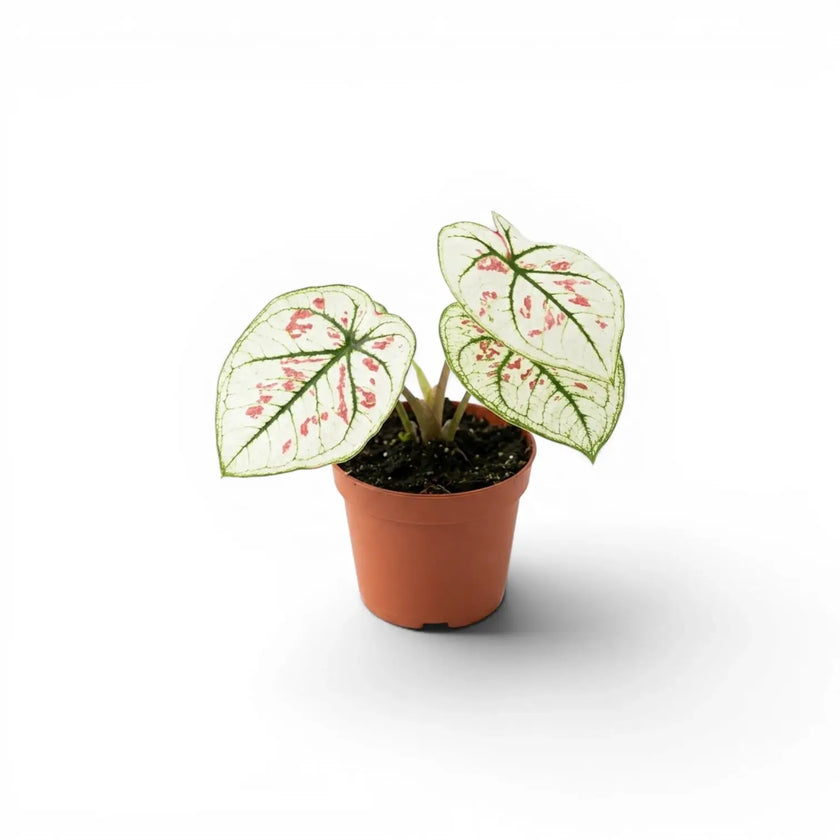 Caladium 'Kelly' im Kulturtopf.