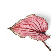 Nahaufnahme eines Blatts von Caladium 'Lucia' vor weißem Hintergrund.