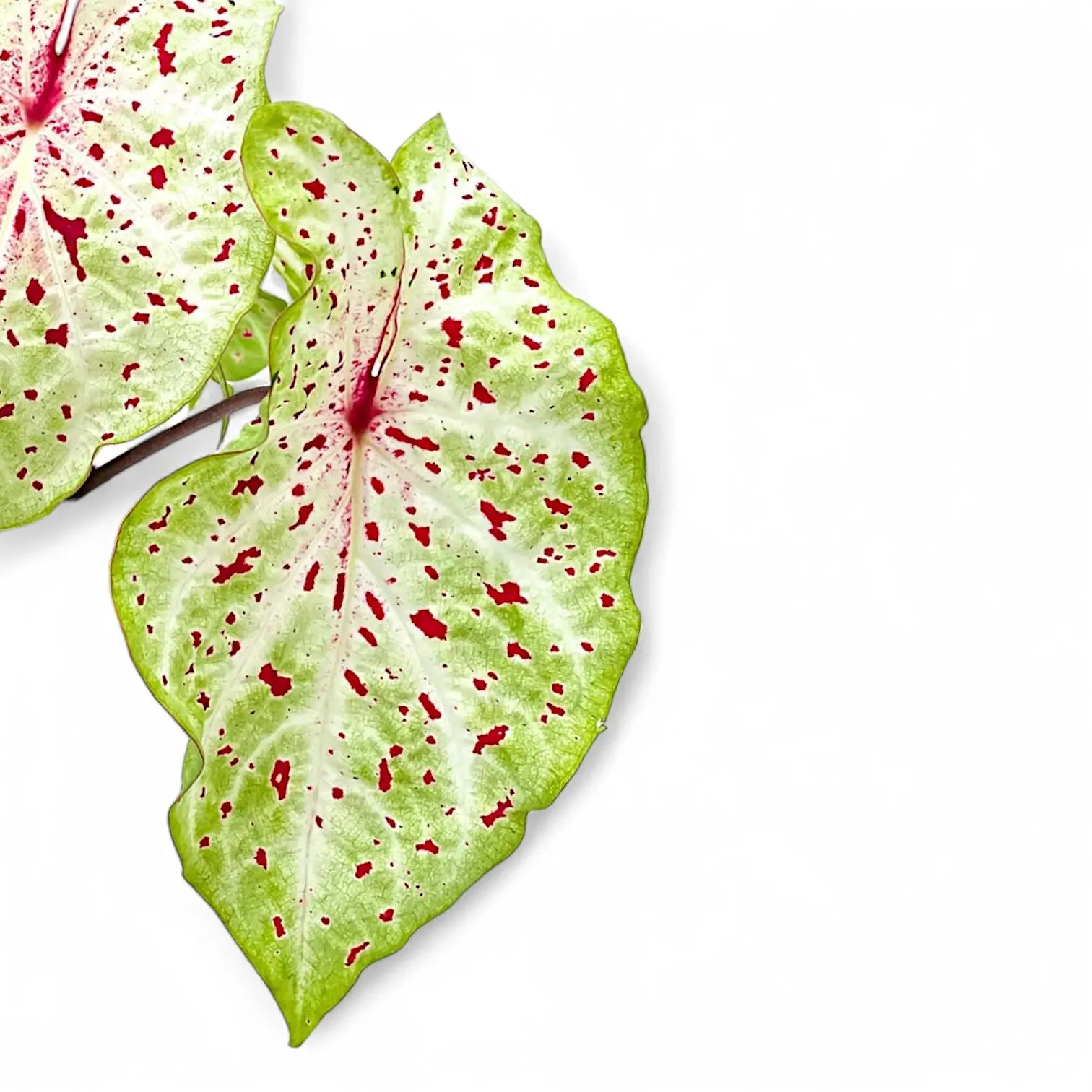 Caladium 'Miss Muffet' leaf close-up on white background.