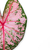 Caladium 'Pink Beauty' leaf detail on white background.
