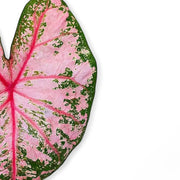 Caladium 'Pink Beauty' leaf detail on white background.